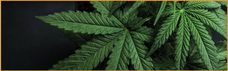 recreational cannabis